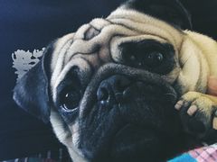 -芭比堂动物医院·犬猫全科·异宠专科(雁塔分院)