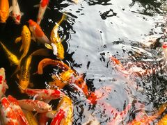 -三亚亚龙湾五号度假别墅酒店