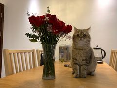 -猫大福·Fortune Cat猫舍(百子湾店)