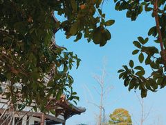 -洋湖国家湿地公园