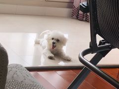 -翊宠yipet猫狗购宠庄园犬舍•猫舍