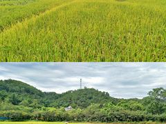 -红山村