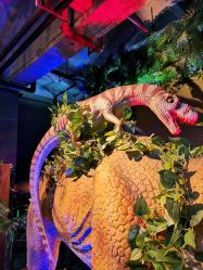 -恐龙探索乐园(磁器口店)