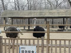 -秦皇岛野生动物园