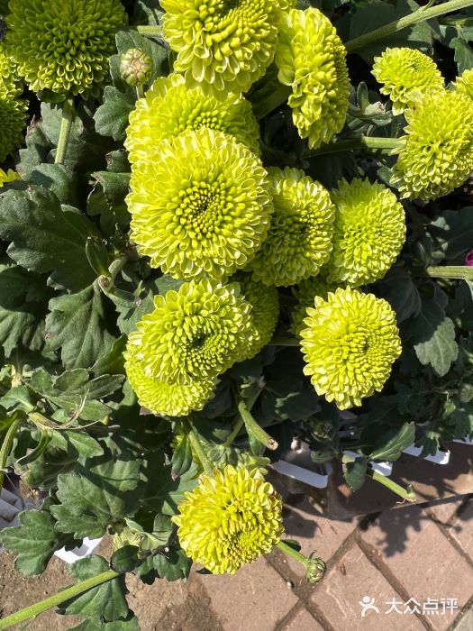 沈阳植物园图片