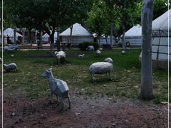 -九十九顶毡房(阜石路店)