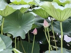 -长春市南湖公园