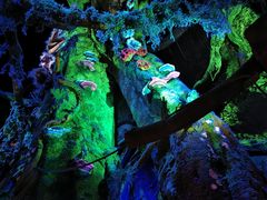 -奥兰多迪士尼动物王国乐园