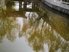 -桃花堤公园