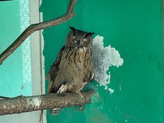 -西霞口神雕山野生动物世界