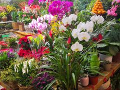 -双季花艺园艺市场(浦东店)