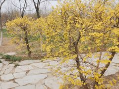 -西青郊野公园