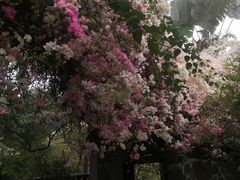 -深圳国际园林花卉博览园