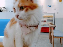 -绒爪撸猫下午茶·猫咖