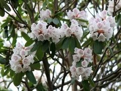 -王顺山国家森林公园