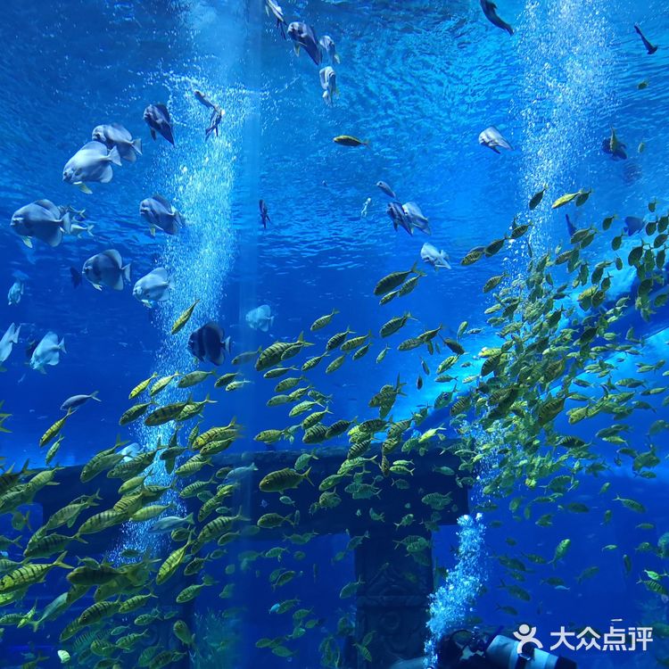 #昆明亲子游#99块玩转融创海世界!