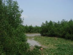 茂密的红树林-海鸥岛