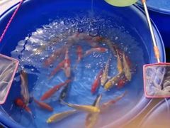 -中环花鸟鱼虫市场
