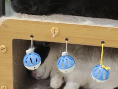 -安格丽娜·狗咖·猫咖羊驼咖(春熙路百盛商场店)
