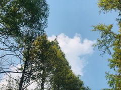 -黄海国家森林公园