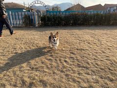 -趣玩宠物乐园寄养训犬训狗游泳池