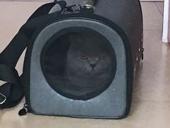 -灵美宠物诊所
