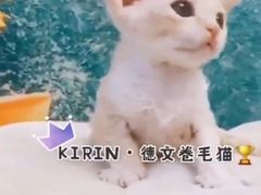 -十年猫舍·猫咪专门店(普陀店)