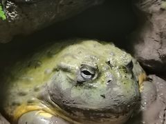 -广州长隆飞鸟乐园