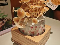 -烹然四季椰子鸡火锅(姚家园万象汇店)