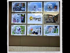 -翊宠yipet猫狗购宠庄园犬舍•猫舍