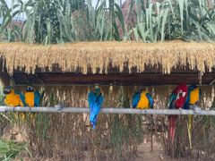 -西霞口神雕山野生动物世界