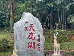 -天鹿湖森林公园