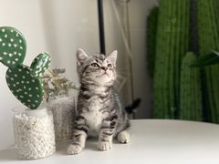 -喵zoo家庭繁育猫舍(尖东智能花园店)