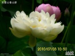 -微山湖红荷湿地景区