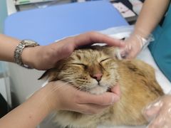 -纳吉亚猫专科动物诊疗中心(蒋宅口分院)