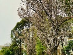 -神仙树公园