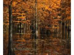 -池杉湖湿地公园