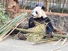 -都江堰中华大熊猫苑