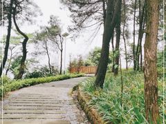 -铁山坪森林公园