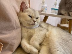 -猫咪派对(江南西店)