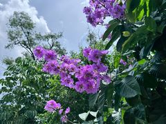 -美颐美·鲍汁排骨饭(龙华百佳华店)