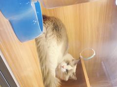 -喵百万·布偶·蓝金金渐层英短·猫舍(百子湾店)