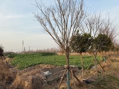 -嘉北郊野公园