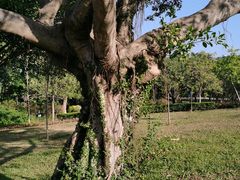 -东莞植物园