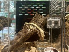 -酷以爬仙阁实体爬宠店·守宫·蜥蜴·专业繁育