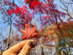-秋霞圃