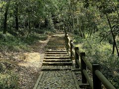 -上海佘山国家森林公园天马山园