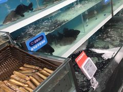 活鱼-盒马鲜生(大成店)