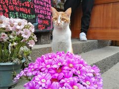 -猫的天空之城概念书店(西塘古镇店)