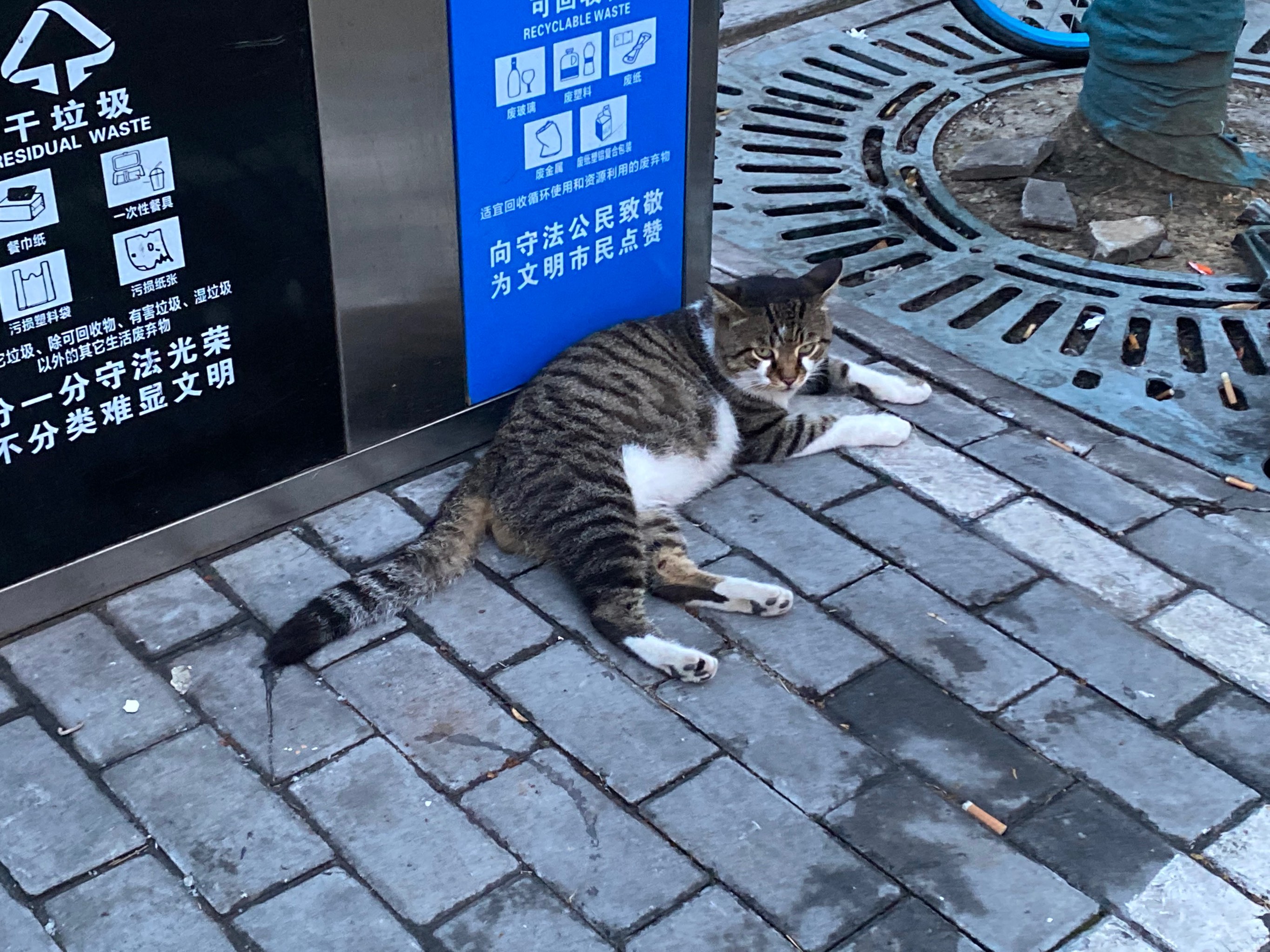 狸花猫图片白手套图片